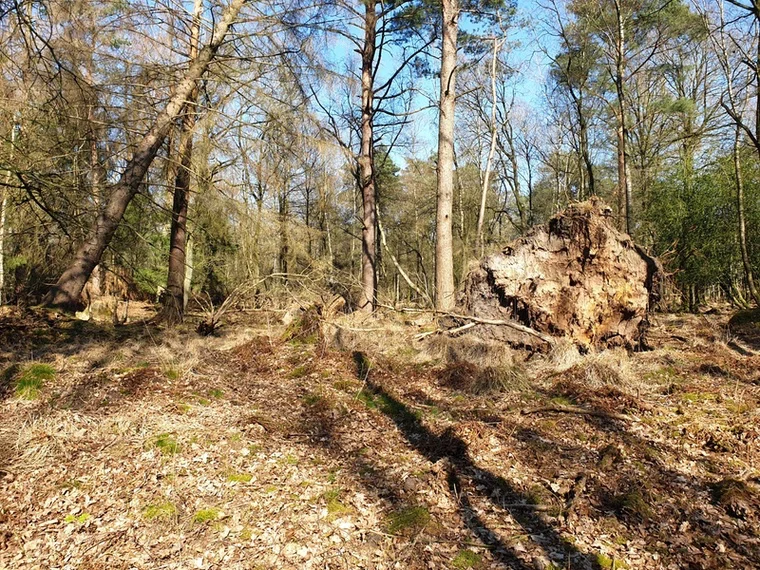 Wandern durch den stillen Wald