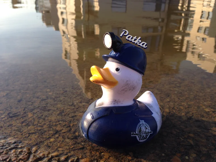 Patka stolz im Wasser