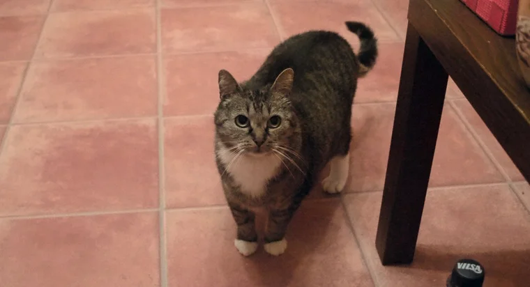 Leo guckt wie so oft sehr unsicher