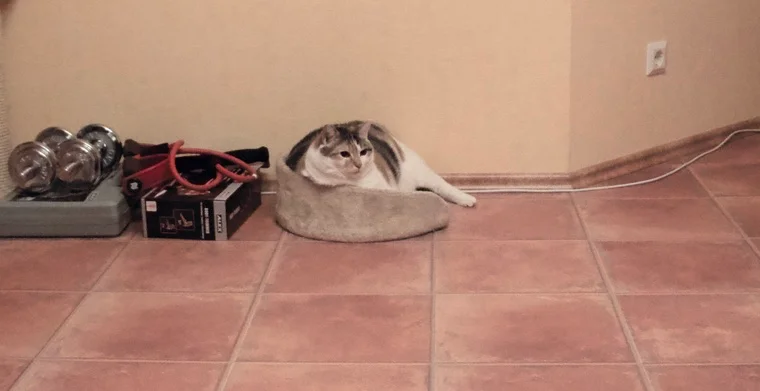 Nala ist immer entspannt