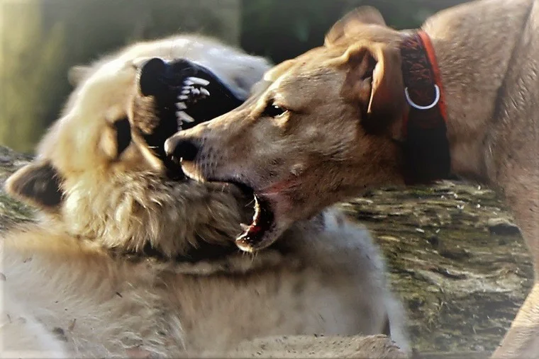 Spielende Hunde – ein harmloser Spaß beim Gassigehen