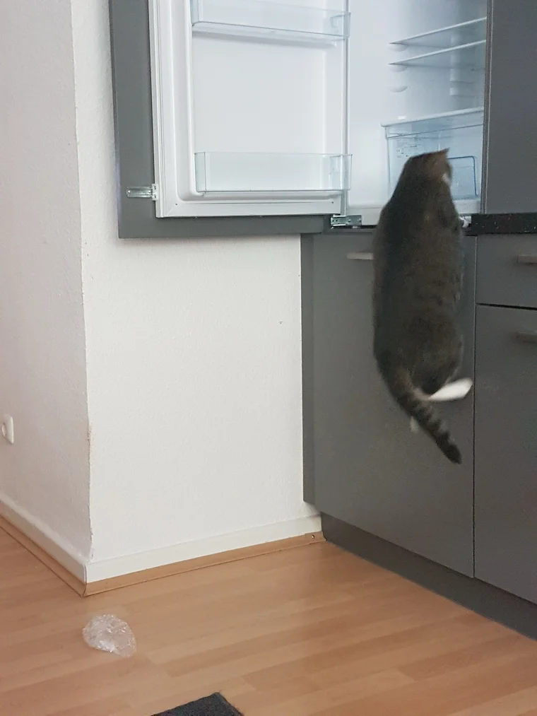 Was ist das denn? Leo hängt neugierig am neuen Kühlschrank.