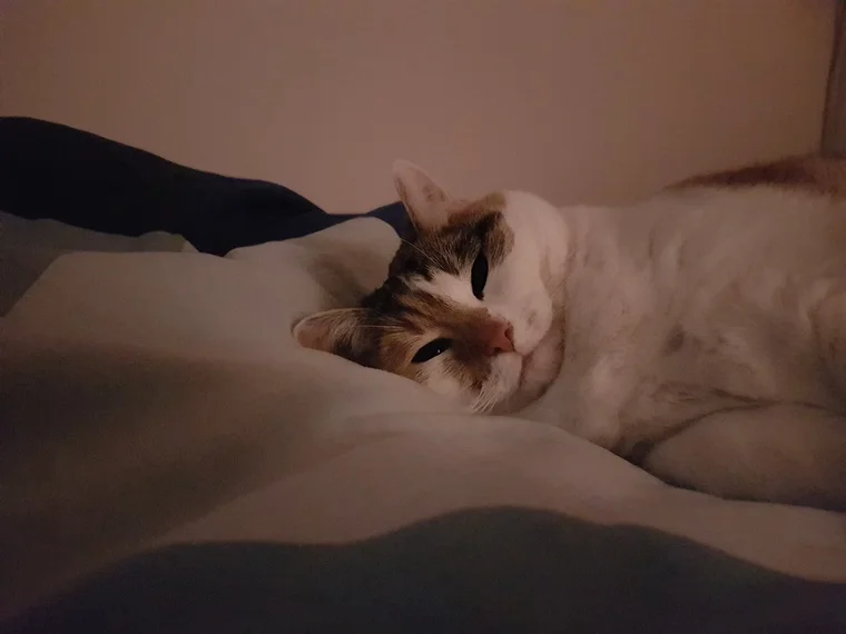 Nala kuschelt gemütlich im Bett