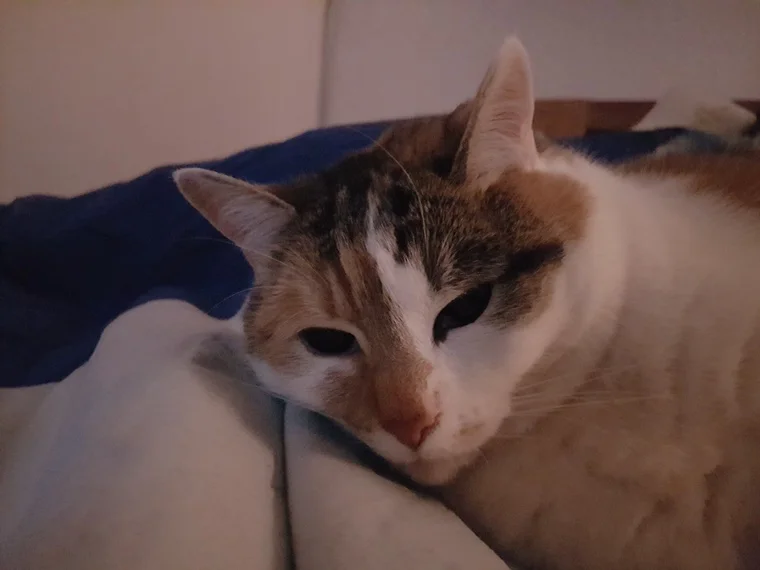 Noch mehr Kuschelzeit – Nala im Bett