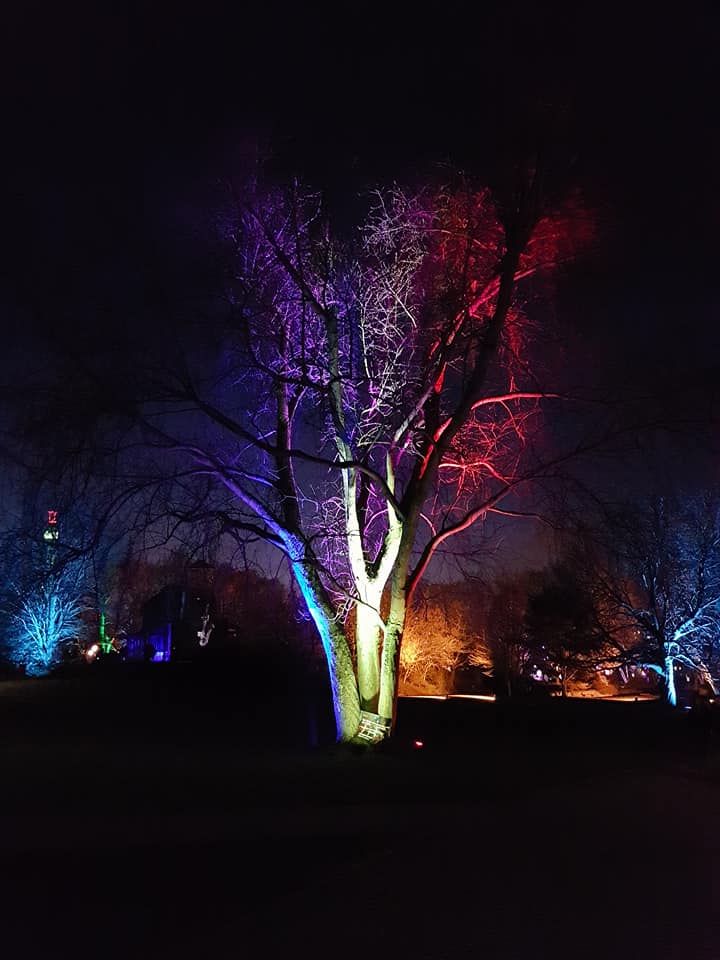 Wenn Licht und Farben zusammentreffen, entfalten Bäume ihren besonderen Zauber.