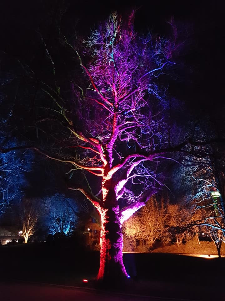 Ein Hauch von Magie im Lichterwald.