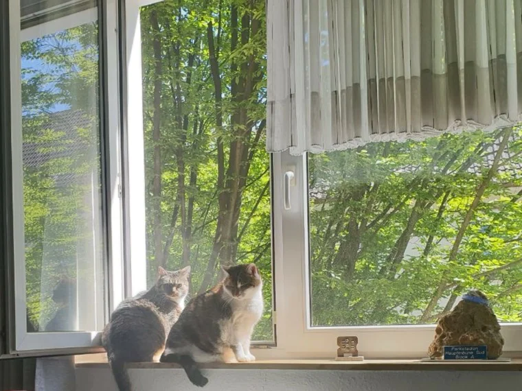 Nala und Leo im Sonnenstudio ☀️