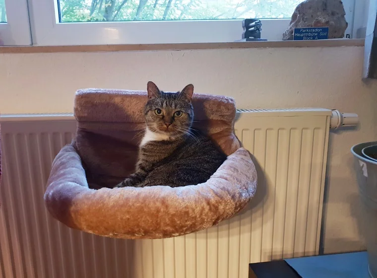 Anfangs skeptisch, jetzt totaler Heizungs-Junkie – Leo hat seinen neuen Thron gefunden. 🔥🐾