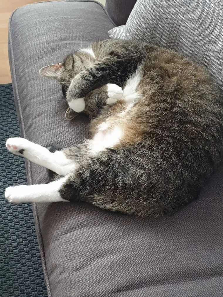 Leo ist es zu hell zum schlafen