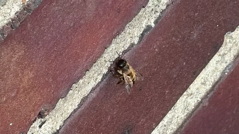 Mauerbienen auf Entdeckungstour im Balkonparadies