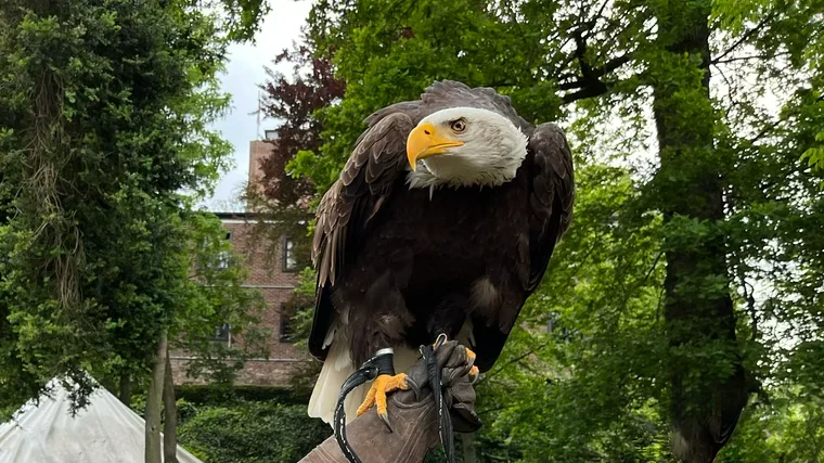 Majestätische Greifvögel in Aktion