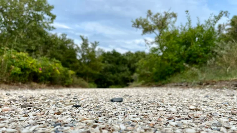 Ein Weg aus weißen Muscheln führt zur See