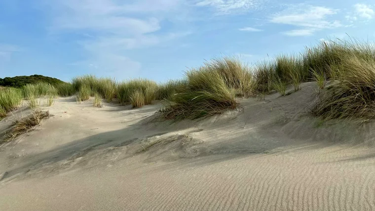Nach dem Muschelweg geht es weiter durch die Dünen.