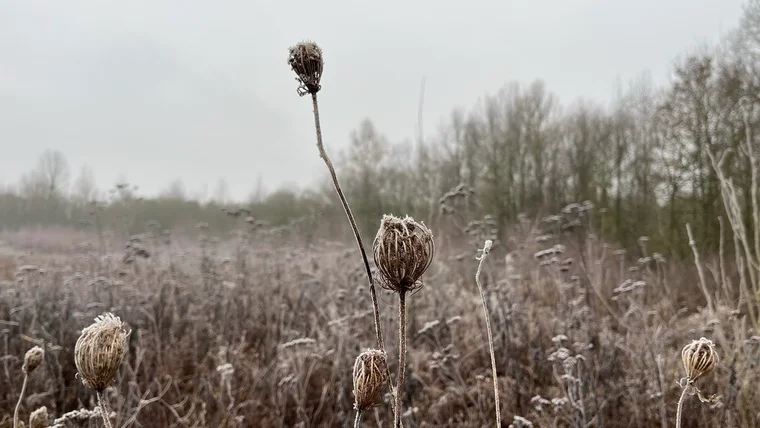 Blumen im tiefen Winter