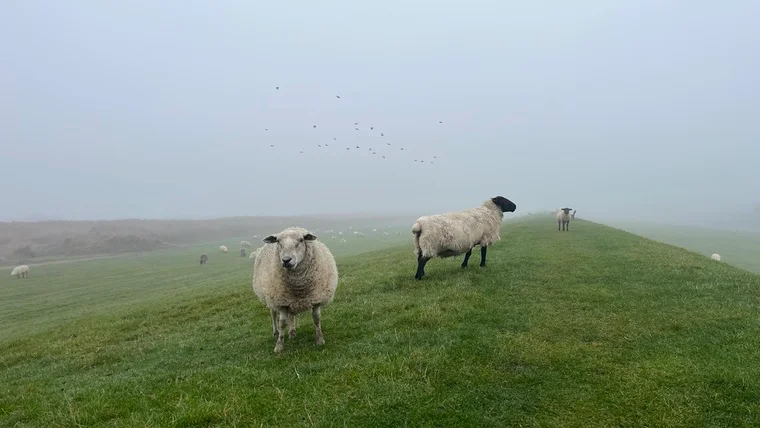 Wanderung durch den Nebel, wie er im Norden so typisch ist.