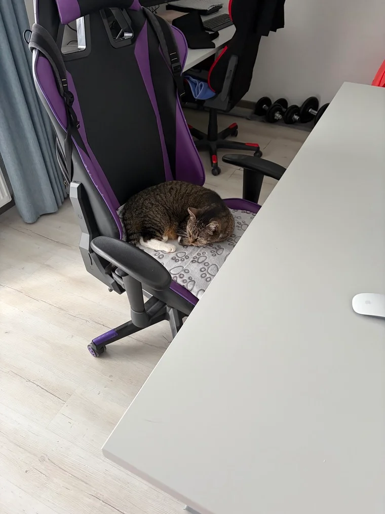 Leo auf Sandras Bürostuhl – Arbeiten wird überbewertet.